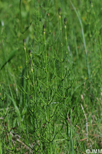 Equisetum Palustre